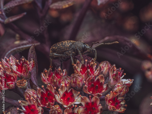 Obraz na plátně A close-up of a vine weevil 'Otiorhynchus sulcatus' resting on flowers