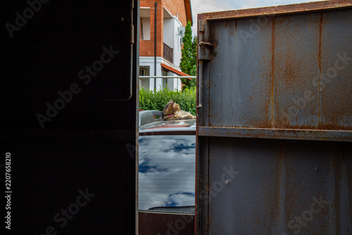 A cat is lying on the roof of a car, basking lazily in bliss.