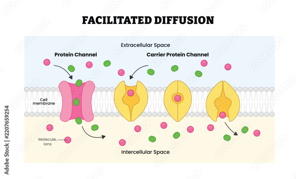 Fototapeta premium Facilitated Diffusion Mechanism, labeled diagram, educational biology poster, membrane transport, protein channel, carrier protein passive molecular movement across cell membrane and ions illustration