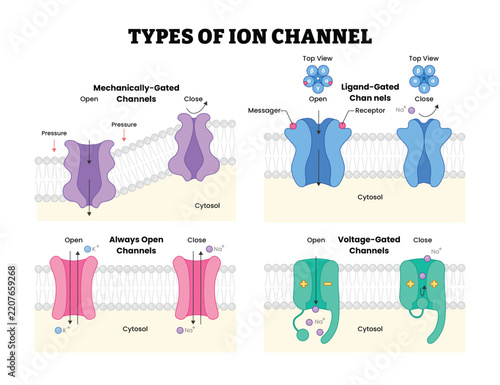 Types of Ion Channel Mechanisms, labeled diagram, educational cell biology poster, mechanically gated, ligand gated, always open, voltage gated membrane channels, transport cellular signaling
