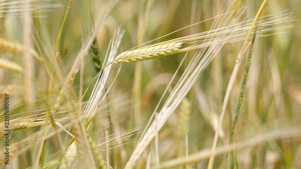 Obraz premium Golden wheat ears sway gently in soft sunlight