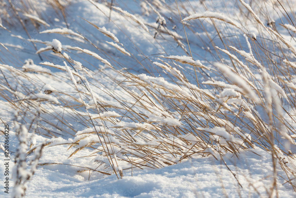 Obraz premium Snow blankets tall, dry grasses in a winter field