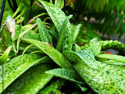 Fotografie Close-up of silver squill leaves with spotted pattern and water drops in garden
