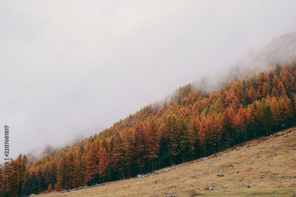 Obraz premium Mountain landscape in the Alps with colorful trees surrounded by white fog in autumn. Natural background.