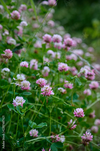 Close-up of pink and white alsike clover (Trifolium hybridum) blossoms in a green grassy field.