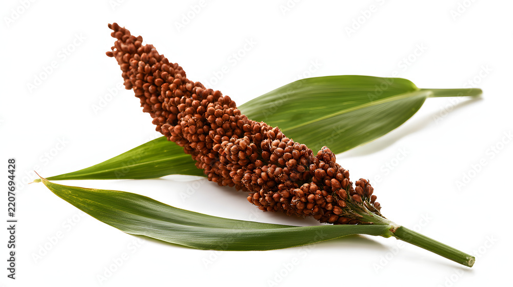 Fototapeta premium Close up of sorghum plant with brown grain head and green leaves, Sorghum bicolor, isolated on white background, studio shot for agriculture, food, nature, and botanical concepts, horizontal format
