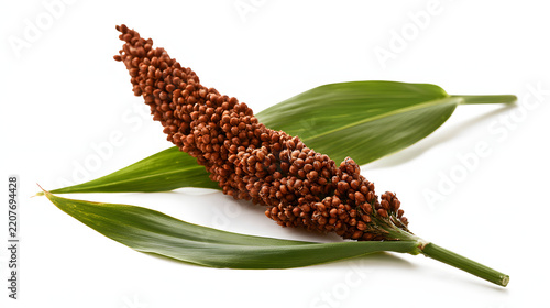 Close up of sorghum plant with brown grain head and green leaves, Sorghum bicolor, isolated on white background, studio shot for agriculture, food, nature, and botanical concepts, horizontal format