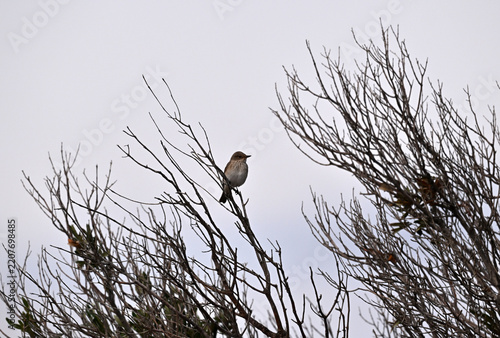 Beautiful birds in close-up in their natural habitat, summer on the island of Crete