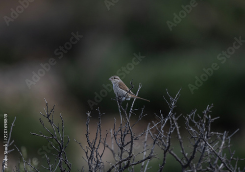 Beautiful birds in close-up in their natural habitat, summer on the island of Crete