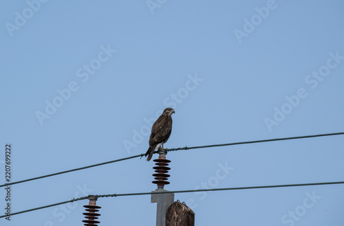 Beautiful birds in close-up in their natural habitat, summer on the island of Crete