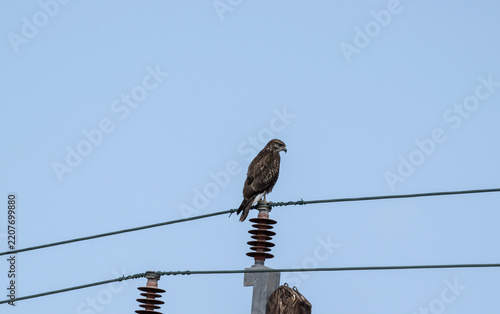Beautiful birds in close-up in their natural habitat, summer on the island of Crete