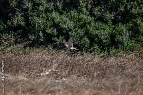Beautiful birds in close-up in their natural habitat, summer on the island of Crete