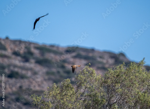 Beautiful birds in close-up in their natural habitat, summer on the island of Crete