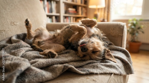 Cute pet animal relaxing on a blanket on couch