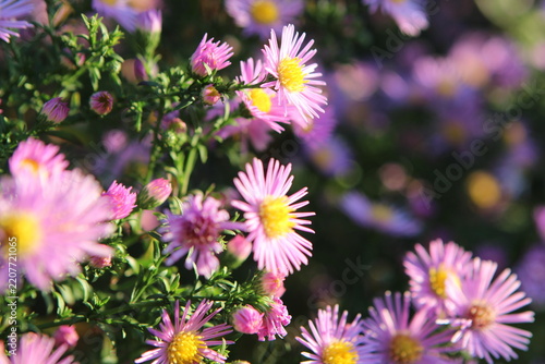 flowers aster asters autumn garden perennials aster autumnalis asteraceae purple violet