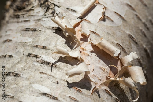 Peeling birch bark curling away in paper ribbons