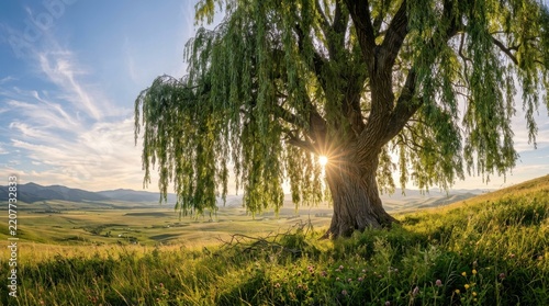 Majestic weeping willow tree standing proudly in a serene green meadow during golden hour sunrise with sun rays bursting through branches and rolling
