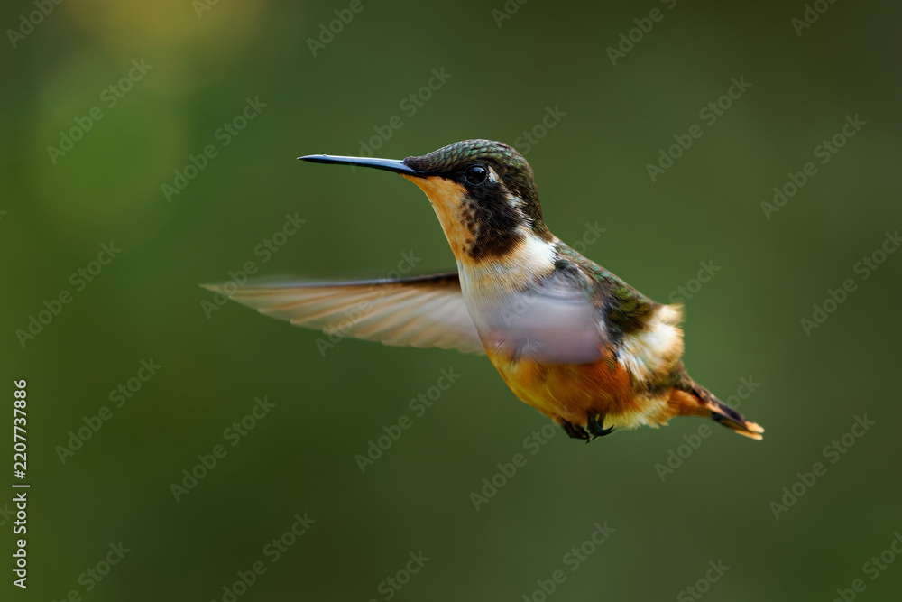 Obraz premium White-bellied Woodstar Chaetocercus mulsant female hummingbird flying in mid-air, small bird with long bill and buff belly in Andes mountain forest of Colombia, beautiful wildlife bird photo