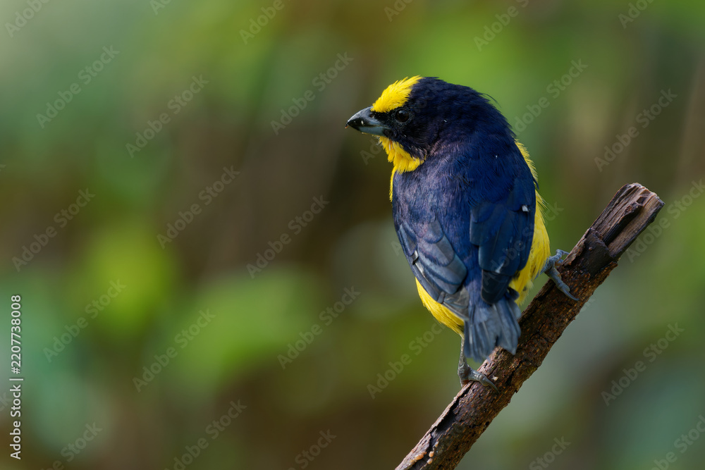 Obraz premium Thick-billed Euphonia Euphonia laniirostris, male finch with blue back and yellow cap sitting on old branch, colourful small bird in green rainforest of Colombia, South America wildlife