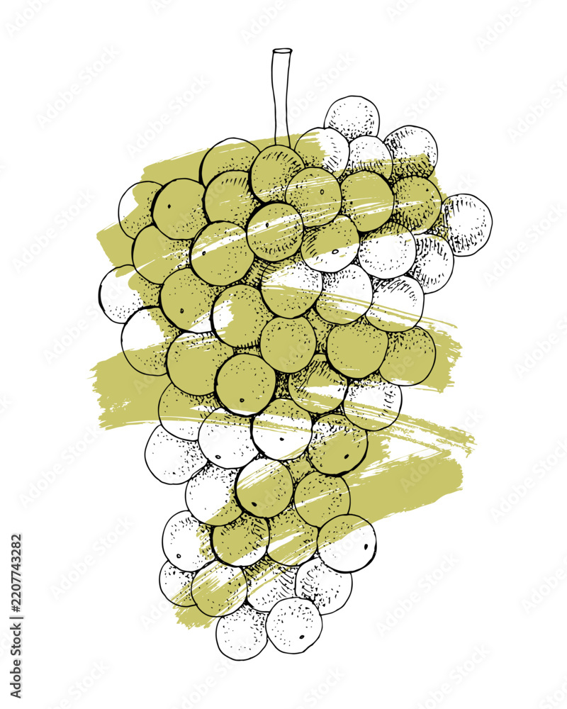 Obraz premium White grapes cluster hand sketched vector