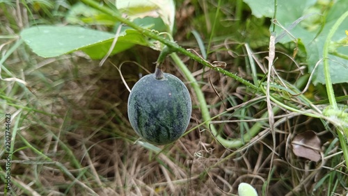 A picture of a small wild variety of melon or cucumber with selective focus