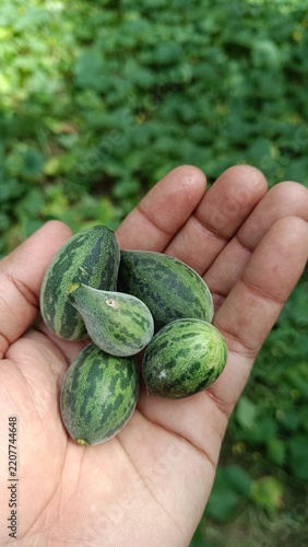 A hand holding small wild variety of melon or cucumber with selective focus