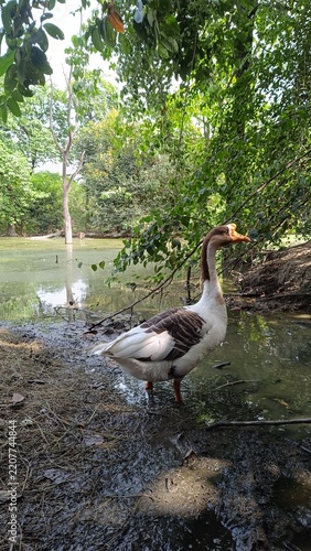 A picture of goose duck with selective focus