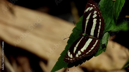 Closeup nature video of Neptis clinia, commonly known as the sullied sailer butterfly, resting on a green leaf in its natural Himalayan habitat in Himachal Pradesh, India.