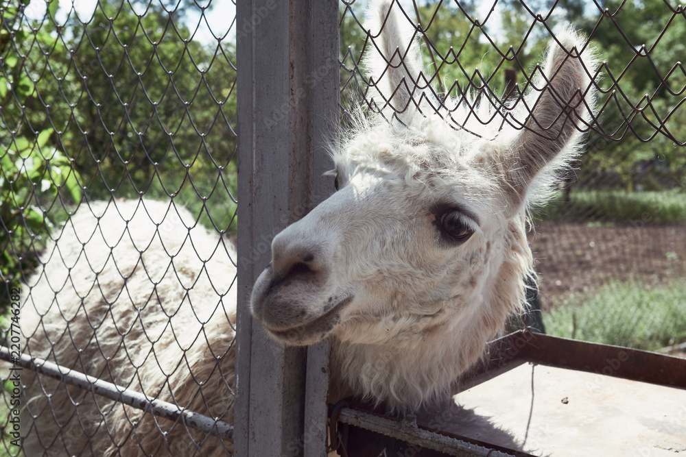 Obraz premium Fluffy white llama close-up portrait behind a wire fence in a zoo