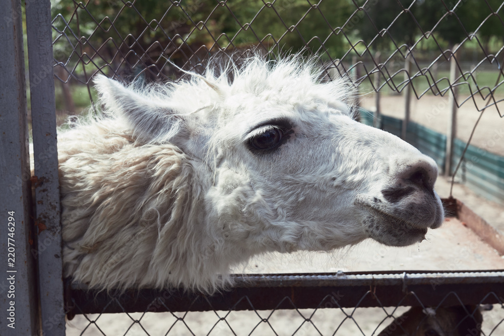 Obraz premium Fluffy white llama close-up portrait behind a wire fence in a zoo