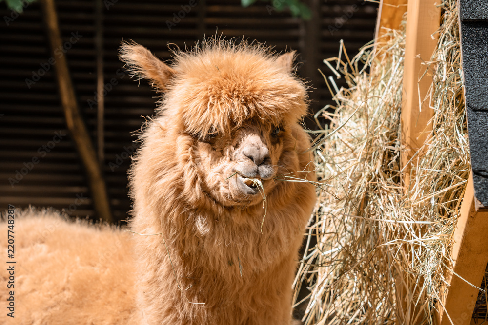 Obraz premium Fluffy alpacas standing on a farm.