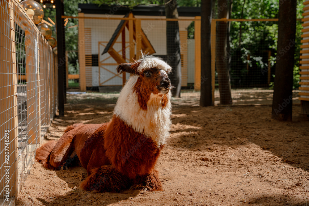 Obraz premium Fluffy alpacas standing on a farm.