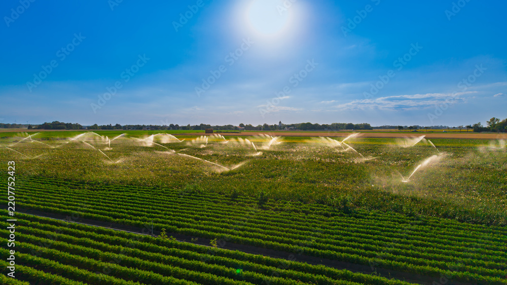 Obraz premium Irrigation system spraying water on green agricultural field. Aerial view shows water jets spraying over cultivated crops under bright sunlight and clear sky.