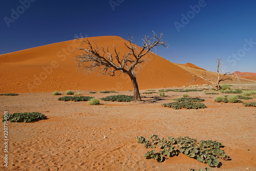 Red Dunes of Sossusvlei in Namibia