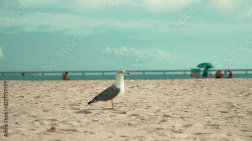 Lone seagull standing on sandy beach with ocean background and people sunbathing under umbrellas on a sunny summer day, showcasing coastal wildlife and vacation atmosphere