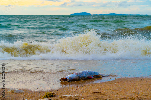 Dead Fish on Beach in Thailand