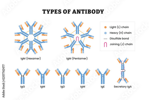 Types of Antibody types, labeled diagram, educational immunology poster design, immunoglobulin classes, IgG, IgM, IgA, IgD, IgE, antibody structure, heavy chain, light chain, immune system, biology