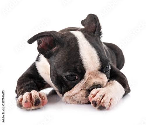 Obraz na plátně puppy boston terrier