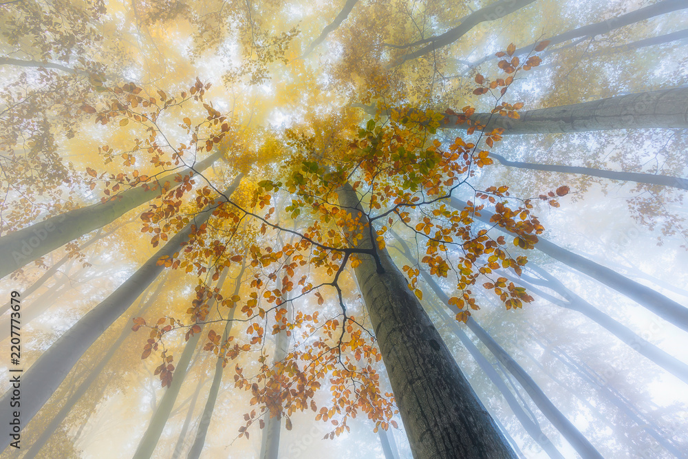 Fototapeta premium Autumn forest canopy with orange leaves and misty sunlight