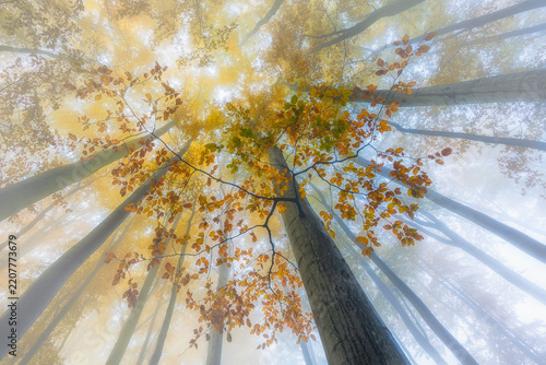 Autumn forest canopy with orange leaves and misty sunlight