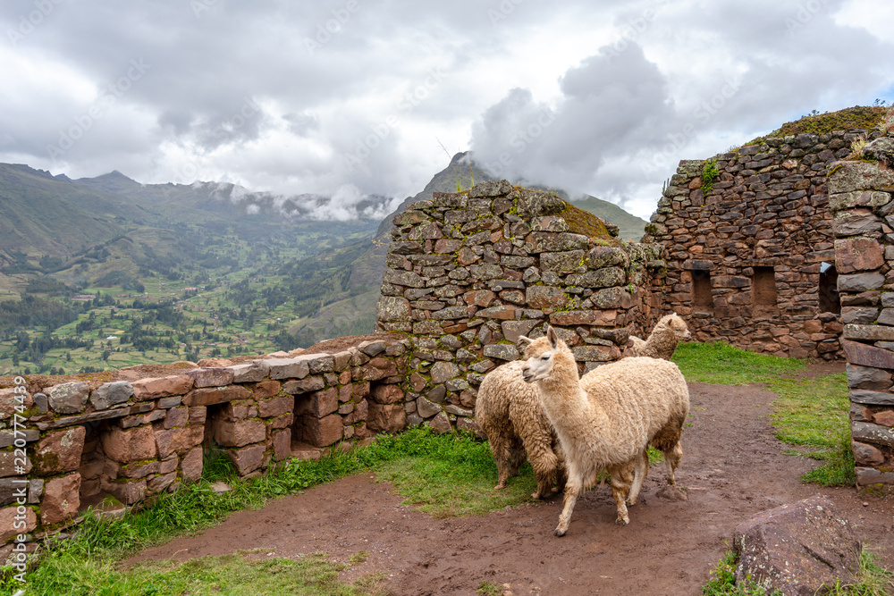 Obraz premium Llamas roaming among ancient Inca ruins at Pisac, Peru