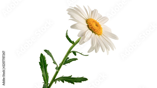 Single fresh white chamomile daisy flower on transparent background