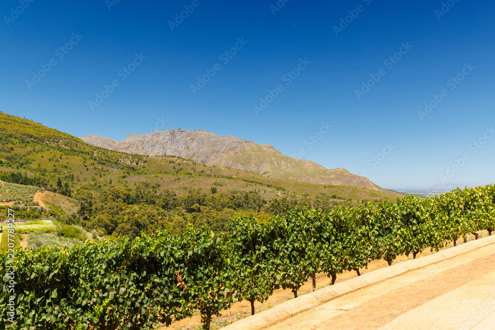 Obraz premium Sunlit vineyard in South Africa