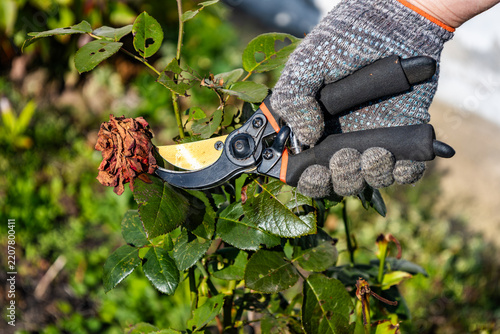 Gardener deadheading dry rose bloom with pruners in sunny yard