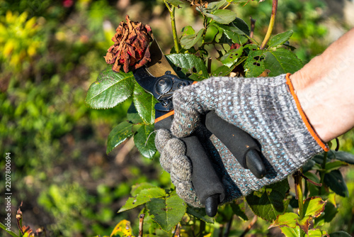 Close up of hand cutting dry rose head with pruning shears