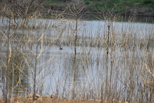 reeds in the water