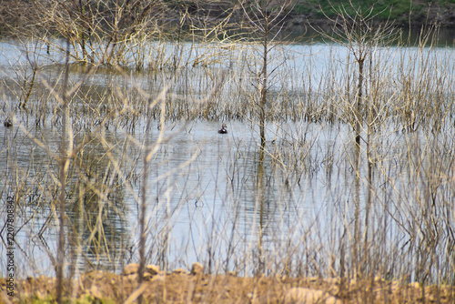 reeds in the water