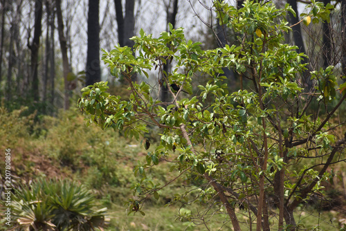 wild flowers in the forest