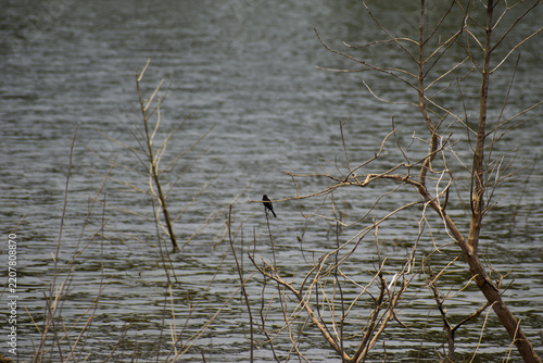 great crested grebe