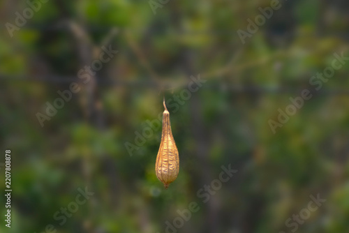 close up of a plant